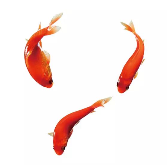 PS教学：合成一个创意的西瓜鱼缸