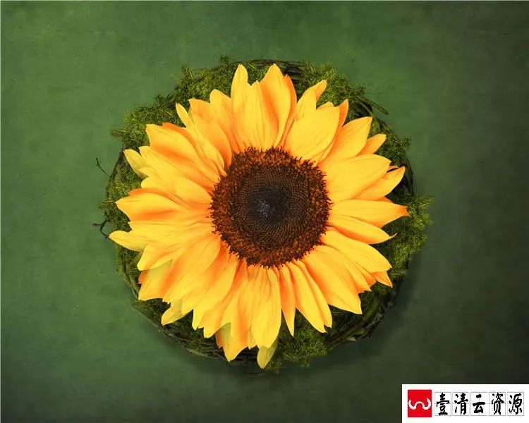 【S1489】【素材】创意新生婴儿满月写真抠图背景PSD模板宝宝百天照后期设计JPG素材